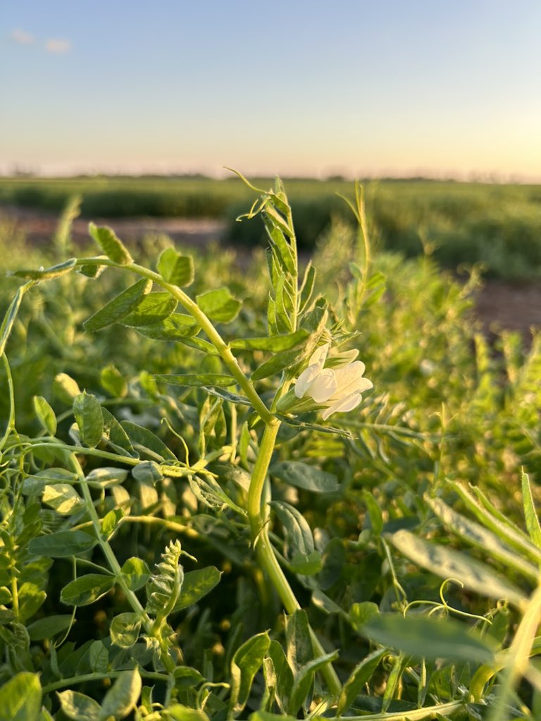 Felicity Harris tweet media