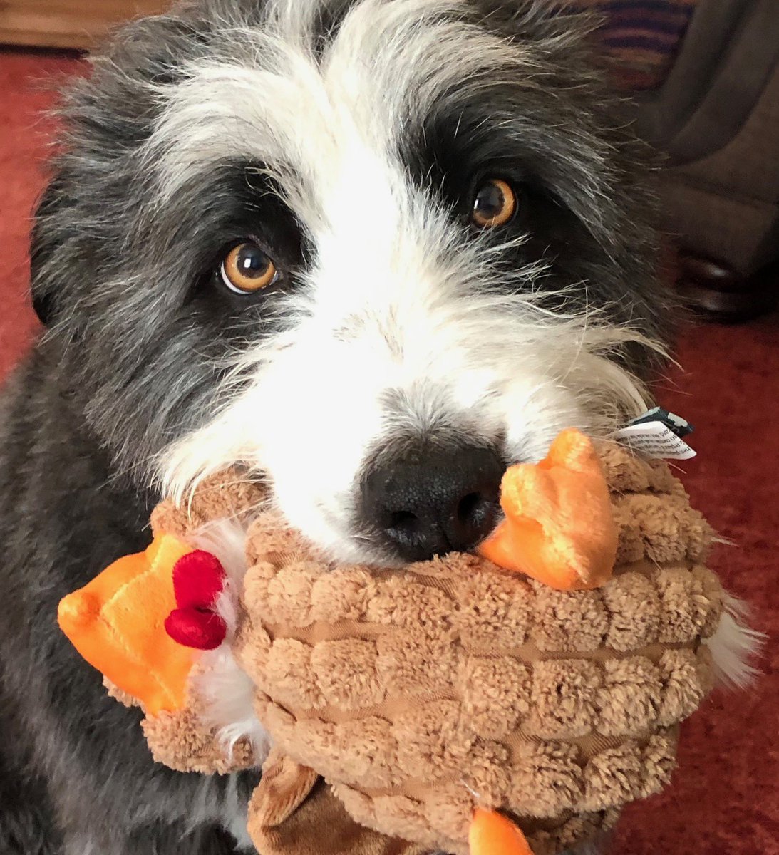 C.L. Janet Author tweet media