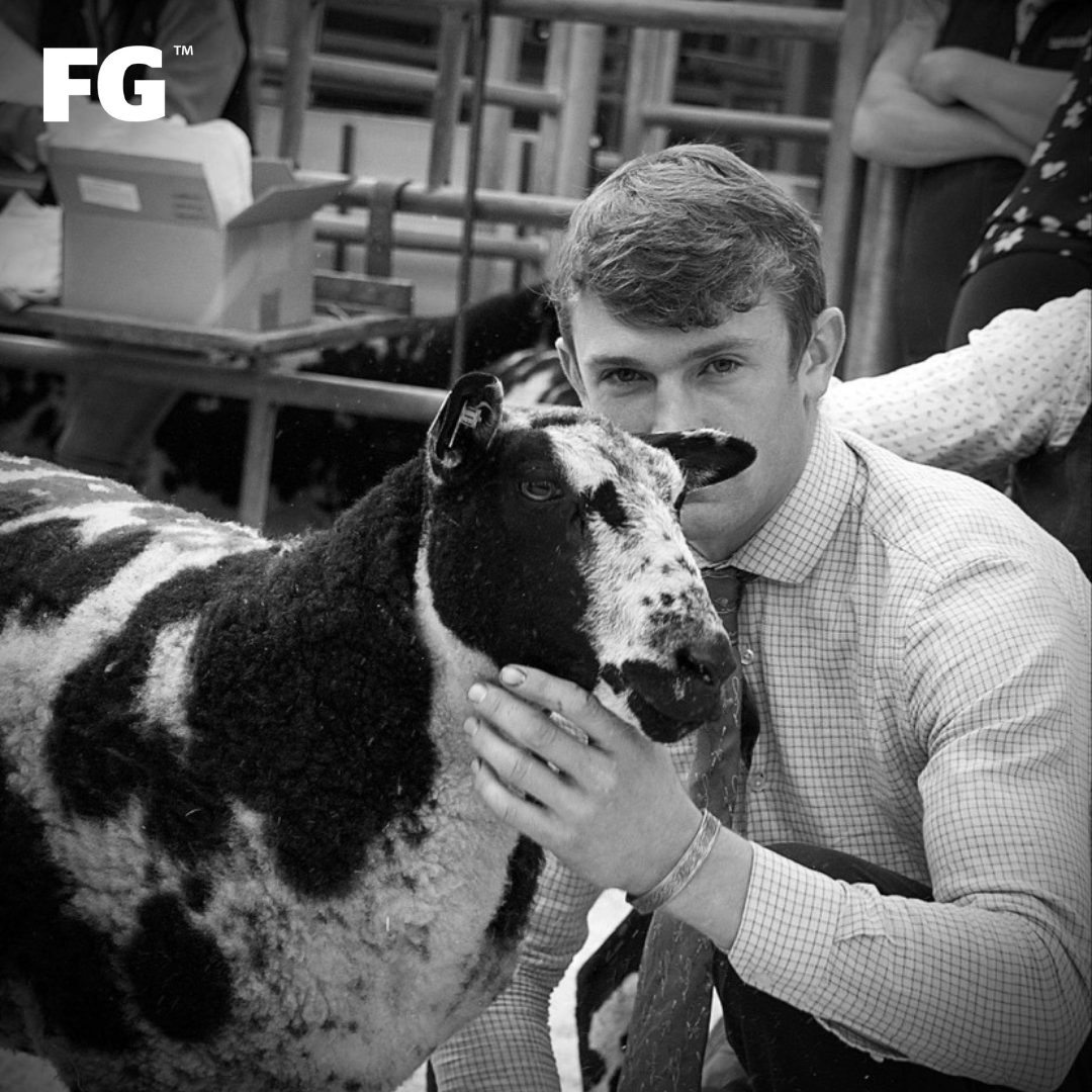 FarmersGuardian's tweet photo. Some cracking photos taken by Tom Epps Livestock at Melton Mowbray Market multibreed sale on Saturday 🐑
#sheep #pedigreesheep #showsandsales #multibreed #showtime #inthering https://t.co/EdP4XG6XDr
