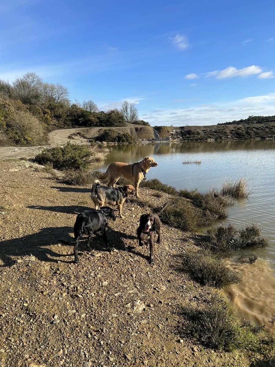 dotty4paws's tweet photo. Muddy Paws have been looking after your best furry friends in Cornwall since 2012
For pet sitting and dog walking check out their services. All their staff are fully insured, first aid accredited and licensed.
https://t.co/MOwoyiEjKo
#EarlyBiz #MHHSBD #CornwallDogs https://t.co/u7gkaCIBVd
