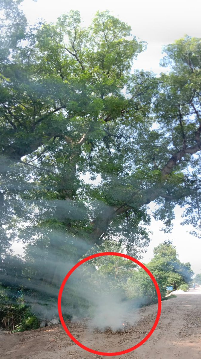 Mudasar41511381's tweet photo. "🦇 Ecological Threat: Human Disturbances🦇"
Local communities disrupt fruit bats with fires. 🌳🔥
🌿 Crucial Ecosystem Guardians🦇 🌿
Spread awareness for coexistence. 🤝🍃 #SaveOurFlyingFoxes #ConservationMatters #BatConservationPakistan #UVAS https://t.co/iddcH3Vt0C