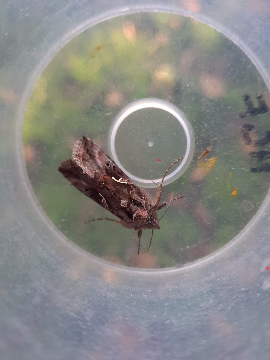Royal Entomological Society tweet media