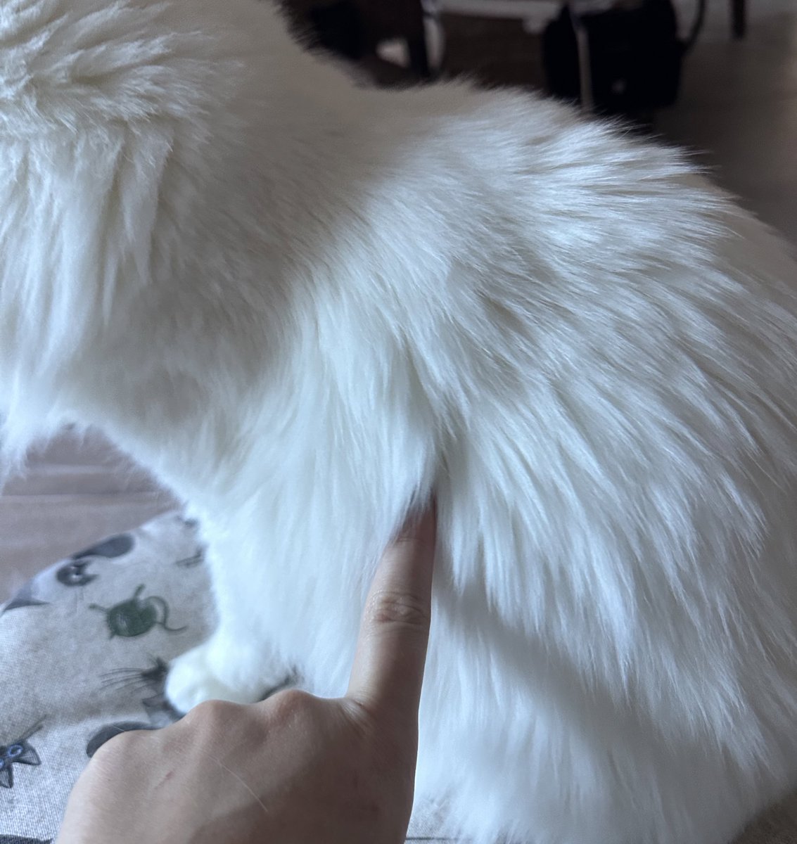 Sally elle me suit partout tout le temps toute la journée 

Et à chaque fois je me souviens quand je l’ai adoptée, qu’elle se cachait sous les meubles et qu’on m’a sorti « t’auras jamais rien de ce chat »