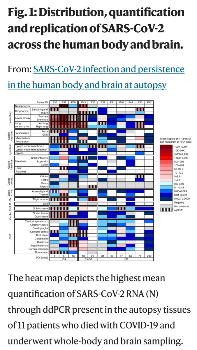 CORONAVIRUS; as the world faces the new "red" super variants, the work by Stein et al. published in the journal "Nature", is sobering and reinforces the "alarmists" view of "white" covid elimination strategy. New variants will be devastating if left to "rip through populations."