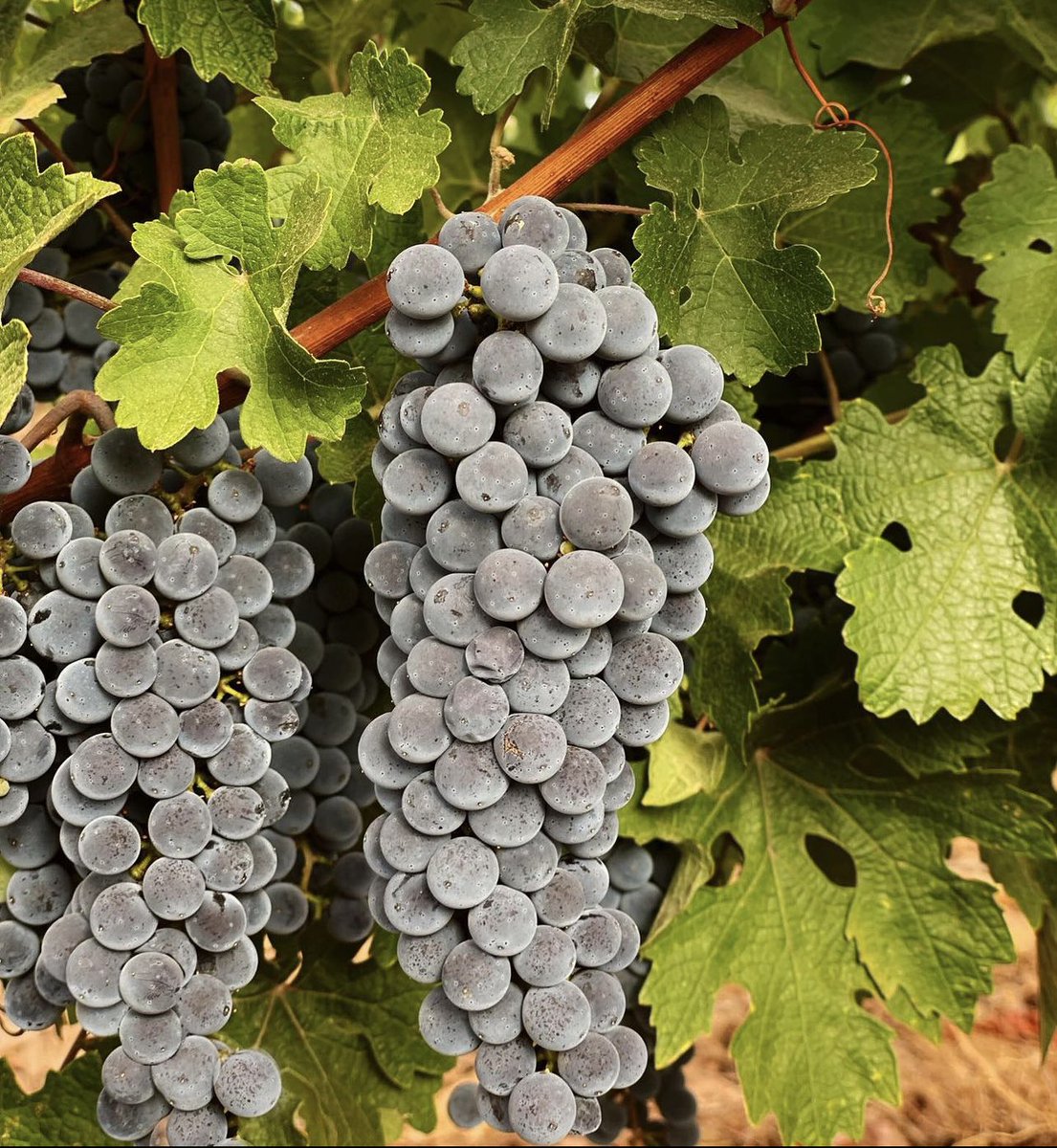 Valdealto; sinónimo de calidad, tradición y respeto al terruño.

#valdealto #vendimia #tradicion #familywinery #terruño #terroir #viñedos #vineyards #verano #enoturismo