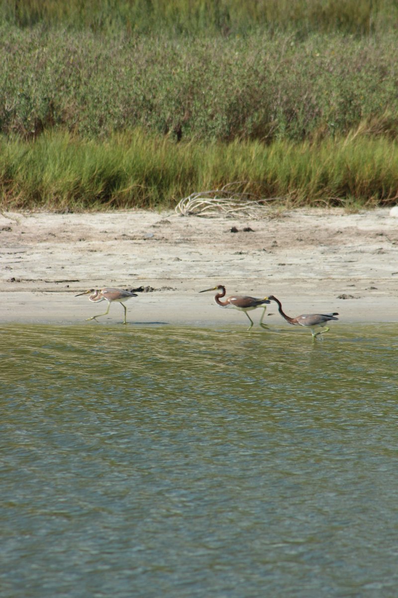 BanditoBill tweet media