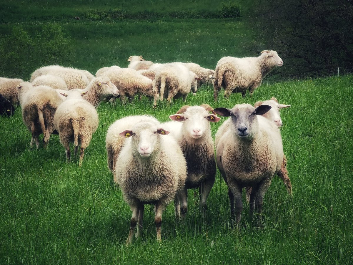 DesignWithWool's tweet image. 