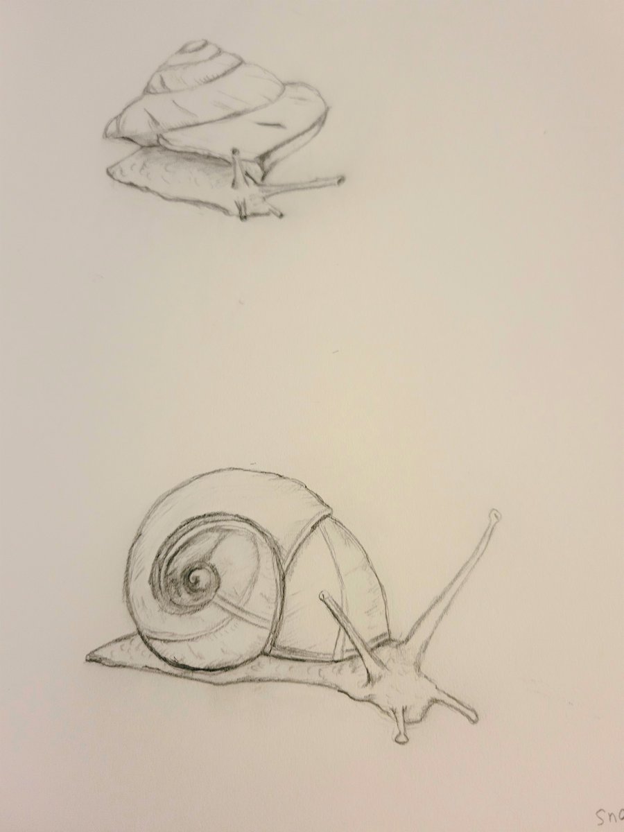 I sort of miss drawing on paper now that I am using the tablet a lot. #snail #pencilsketches from a while back 🐌