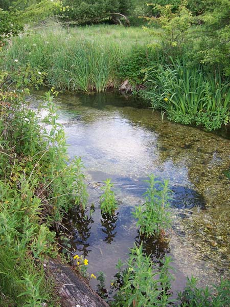 The Wild Figheldean Project by @wessexrivers will restore 1 km of chalk stream habitat on the Hampshire Avon into prime salmon spawning grounds #SpeciesRecoveryProgramme