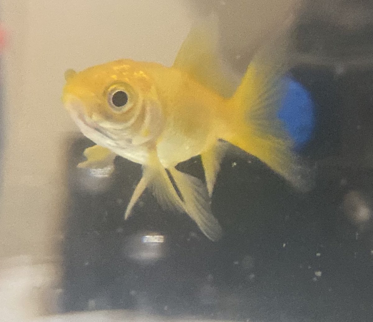 Evlatt candır💛✨