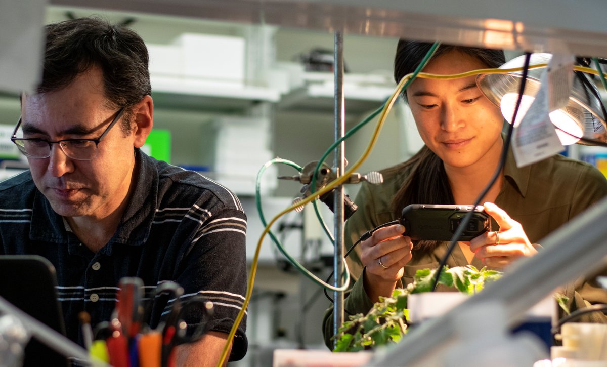 MSU-DOE Plant Research Laboratory (@msudoeplantlab) on Twitter photo How do plants know to respond to environmental threats? Research from <a href="/gregg_howe/">Gregg Howe</a>'s lab look at the jasmonate signaling pathway and how it helps plants control their defense responses. <a href="/NewPhyt/">New Phytologist</a> buff.ly/44TALE6 How do plants know to respond to environmental threats? Research from <a href="/gregg_howe/">Gregg Howe</a>'s lab look at the jasmonate signaling pathway and how it helps plants control their defense responses. <a href="/NewPhyt/">New Phytologist</a> buff.ly/44TALE6