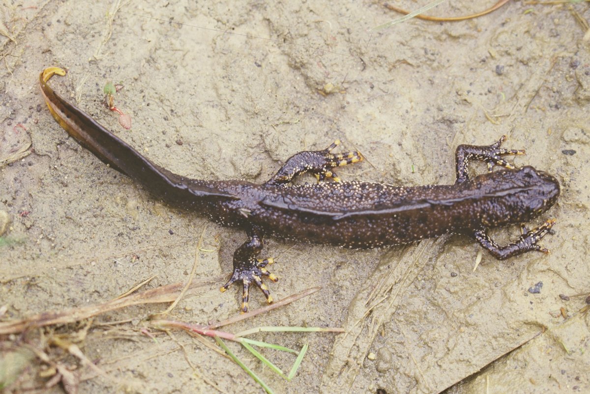 Dorset Species Recovery Project by @dorsetwildlife will improve habitat for 10 endangered species: pillwort, marsh clubmoss, sand lizard, heath tiger beetle, lapwing, dingy mocha, great crested newt, ladybird spider, fly orchid, greater horseshoe bat  #SpeciesRecoveryProgramme