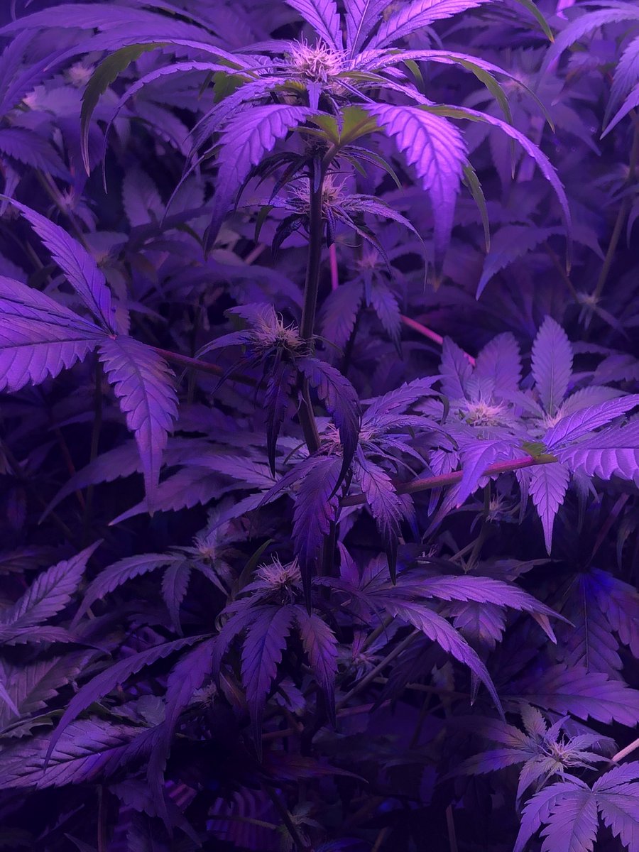 RiskIt_TTV's tweet photo. Day 17 of flower think stretch phase is done starting to stack up 🤙🏼 #CannabisCommunity #cannabisgrower #cannabisculture #420community #StonerFam #SmokeMoreBitchLess https://t.co/Jz2yFohDxR