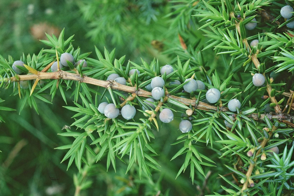 Wylye Valley Juniper Project by @Love_plants will create the conditions needed for juniper in south Wiltshire. Juniper, one of only three native conifers in the British Isles, has declined across Britain over the last 60 years #SpeciesRecoveryProgramme