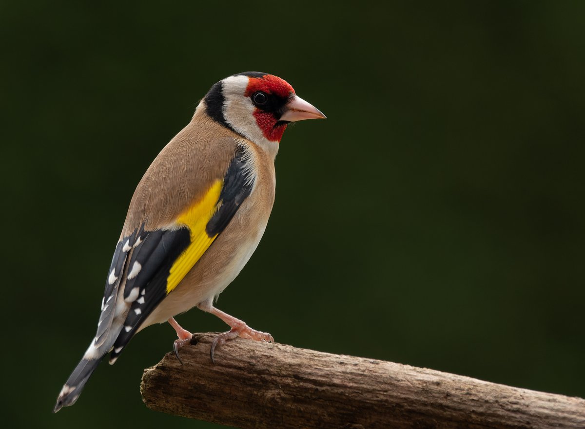 European goldfinch #wildlifephotography #nature #TwitterNatureCommunity #ThePhotoHour #photooftheday @Natures_Voice @Birdsoftheworld @Team4Nature #birdphotography #birds #birdwatching #Britishnatureguide @RSPBbirders #BirdsofTwitter #goldfinch #BBCWildlifePOTD @wildlifemag