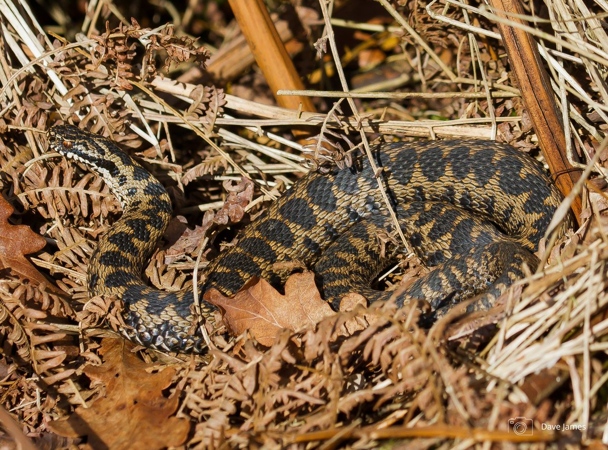 Exciting news for nature in Northamptonshire! 📢

New funding announced today by <a href="/NaturalEngland/">Natural England</a> will allow us to create and enhance a network of habitats, providing ‘stepping stones’ for key species to expand into new areas and strengthening their populations.

These species
