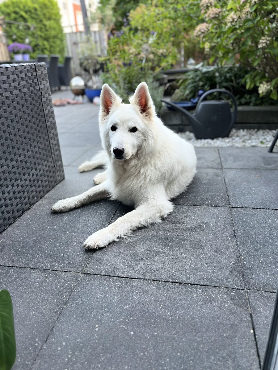 Prinopieterm's tweet photo. Till we meet again amigo 💔❤️ https://t.co/20iffJR8rn