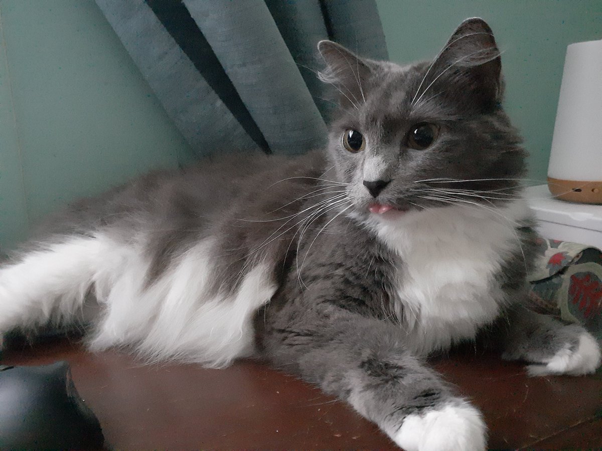 Creative_HavenS's tweet photo. @ShouldHaveCat Meet Jewels and Milo! https://t.co/lmMMvnmsY9