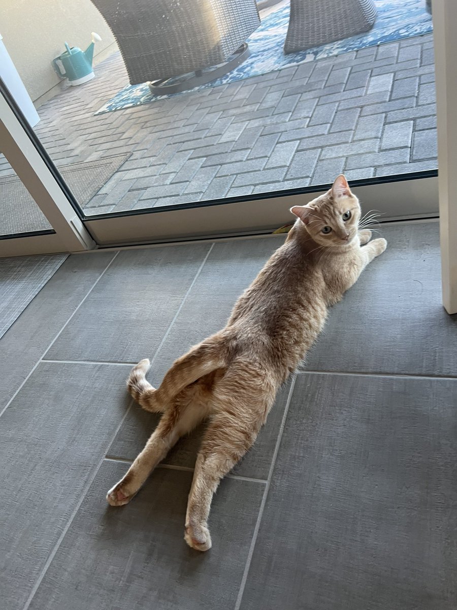 Tickittyboo42's tweet photo. @SluggoDoug 
This is Richard Cheese - Cheese for short. Rescued Las Vegas street cat. He loves to jam out to Oingo Boingo https://t.co/k8nikUlOg3