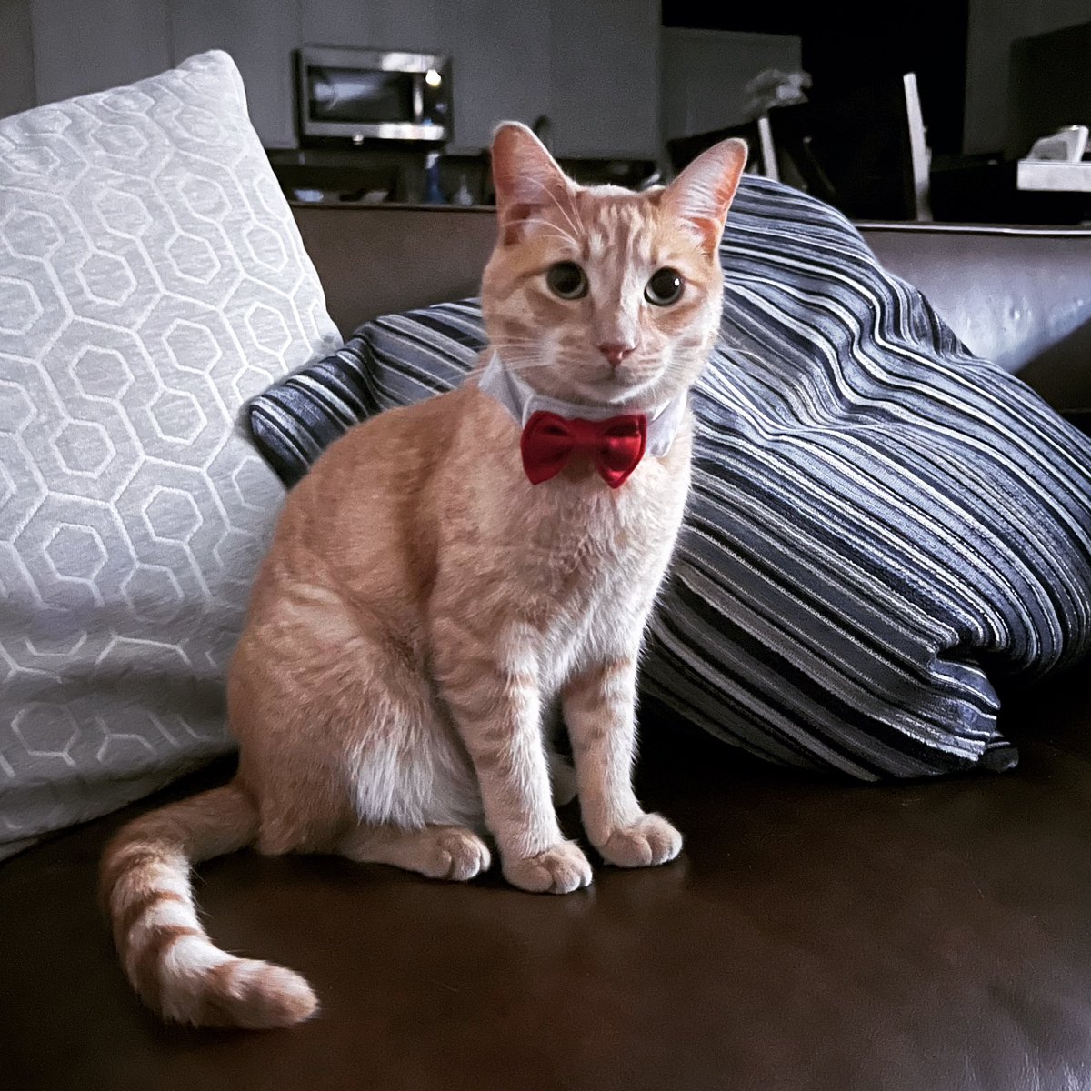 Tickittyboo42's tweet photo. @SluggoDoug 
This is Richard Cheese - Cheese for short. Rescued Las Vegas street cat. He loves to jam out to Oingo Boingo https://t.co/k8nikUlOg3