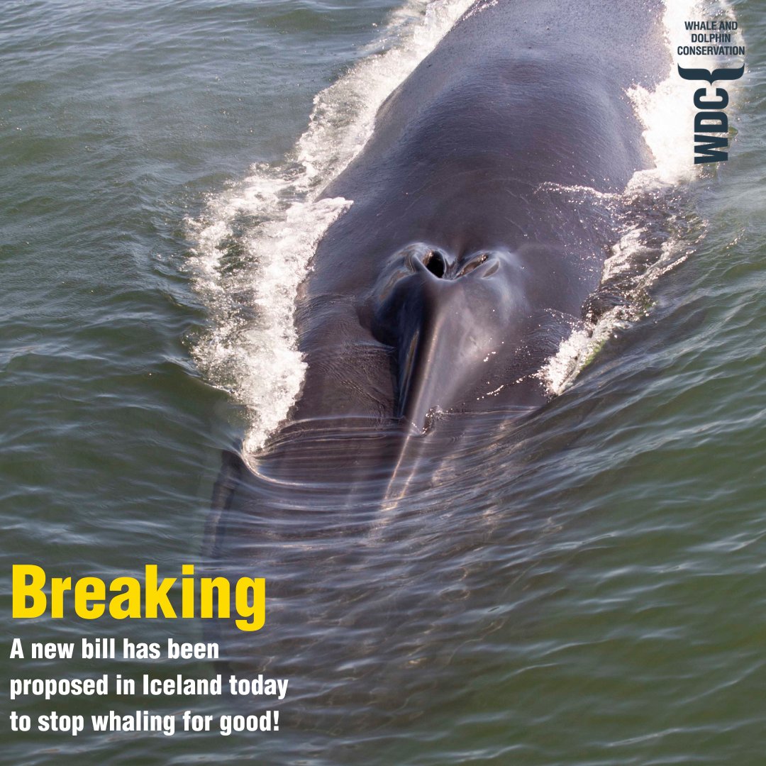 Great news! A new bill has just been put forward in Iceland's parliament that would ban whaling for good and prohibit the export or sale of whale products.

Representatives of four of Iceland's political parties are backing the bill, arguing that whaling is against the nation's