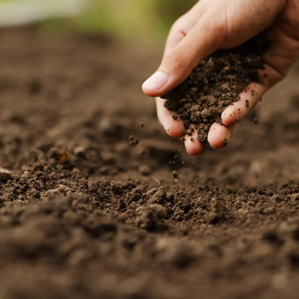 Above all else, organic farming protects our soil, and the importance of soil health for the environment cannot be overstated. 🌎 Check out our new blog below! organicorealfoods.com/blogs/blog/cul…