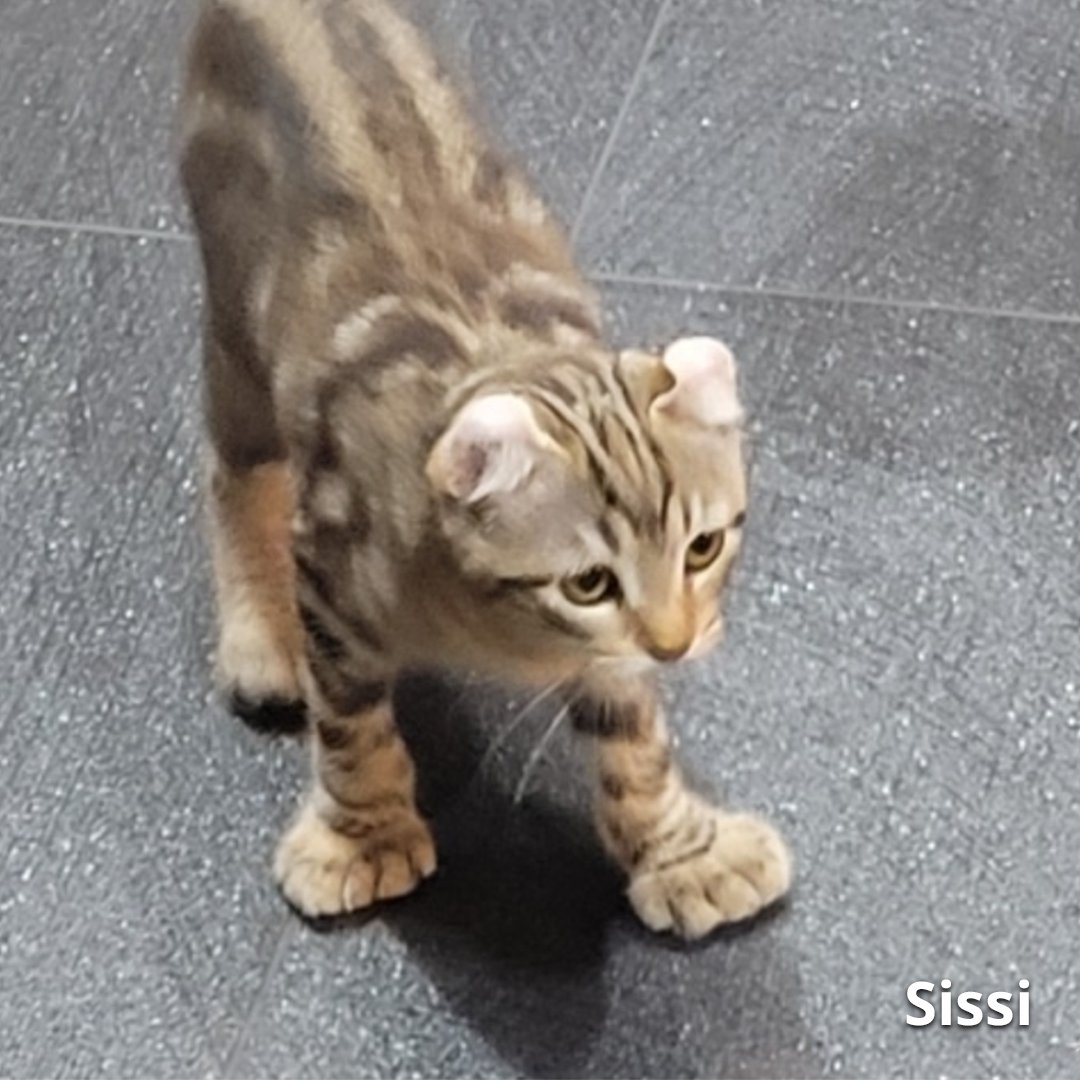 Catit's tweet photo. WANTED: polydactyl cats! πΎ
Does your cat have extra toes, just like Sissi? Upload their picture to https://t.co/Af2pYhEdr2 for a chance to get featured in our blog post on polydactyl cats! π»
#polydactylcats https://t.co/0TlXktIuPe