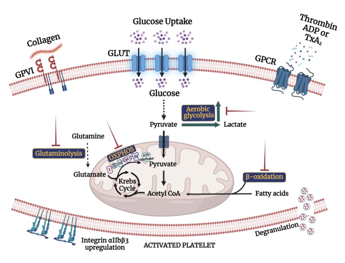 Finally! Our review is out in #CardiovascularResearch. It critically discuss the novel role of several metabolic enzymes and associated pathways in regulating platelet function and thrombosis. Looking forward to your comments.