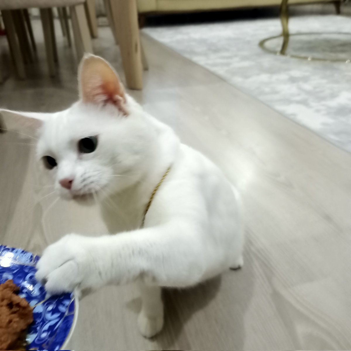 Cahide Kırdar tweet media