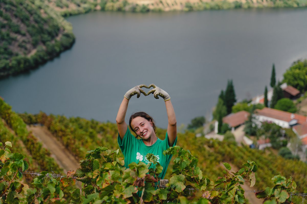TaylorsPortWine's tweet photo. Joy and teamwork, the best blend for an unforgettable harvest season.
--
Alegria e trabalho de equipa, o melhor blend para umas vindimas inesquecíveis.
#douro #harvest #vindimas https://t.co/Pla7mDRtyv