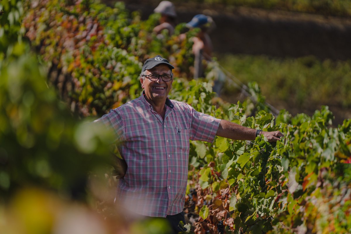 TaylorsPortWine's tweet photo. Joy and teamwork, the best blend for an unforgettable harvest season.
--
Alegria e trabalho de equipa, o melhor blend para umas vindimas inesquecíveis.
#douro #harvest #vindimas https://t.co/Pla7mDRtyv