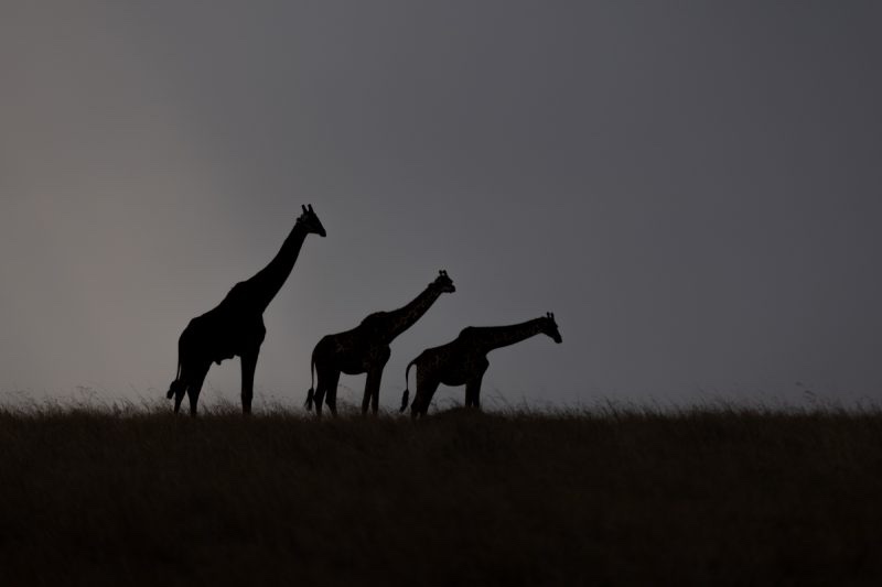 MaraElephant's tweet photo. Look at these amazing entries from the @greatestmara photo competition that supported Mara Elephant Project in August. Thank you to all of the photographers and the @angamasafari Foundation. https://t.co/iuOg55H66z