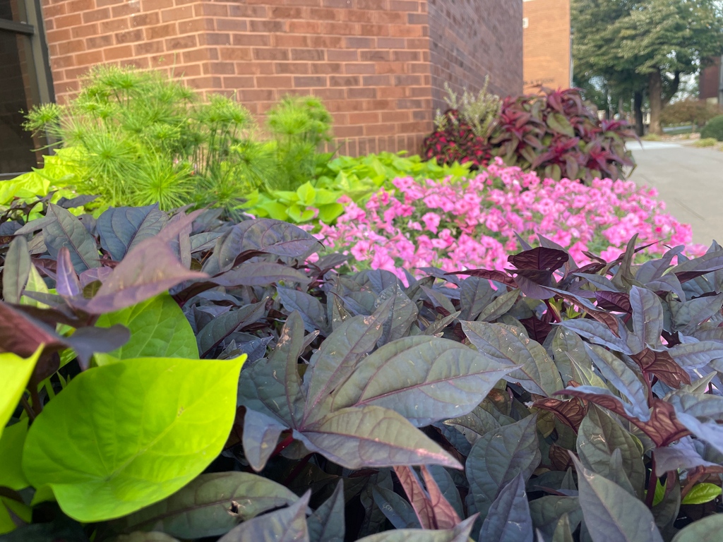 cccredravens's tweet image. It's always the little things that make all the difference! Give a big #shoutout to our amazing groundskeeping department who keep our campus looking beautiful! 🌳 Let us know below what you appreciate about our groundskeepers! 🙌