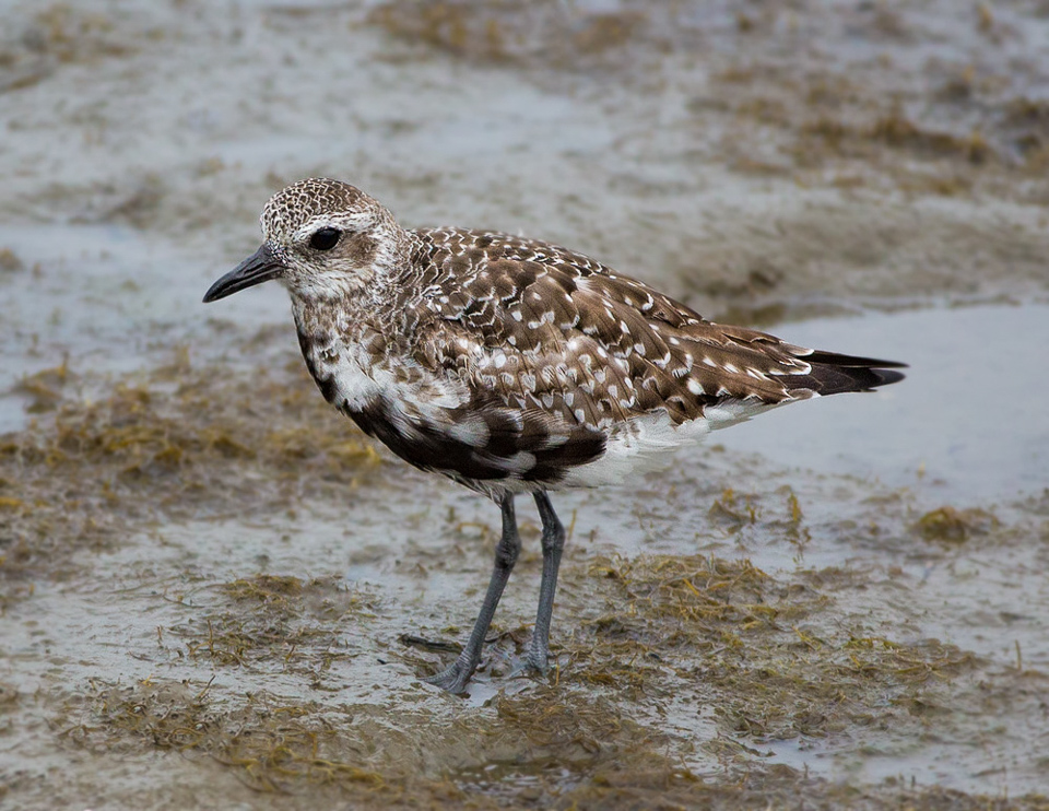 It's shorebird migration season! Millions of shorebirds, like this Black-bellied Plover (Pluvialis squatarola), are migrating between their breeding grounds and winter homes. Next time you visit Bolsa Chica (or any other local birding hot spot), keep an eye out! 📷: Ivan Turpin