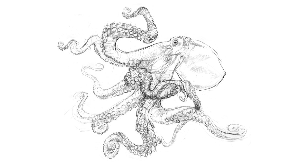Octopus sketch from my latest book, 'Drawing the Natural World' in graphite pencil!

#DrawingtheNaturalWorld #Drawing #Draw #learntodraw #drawwithpencils #artbook #arttechniques #drawingtechniques