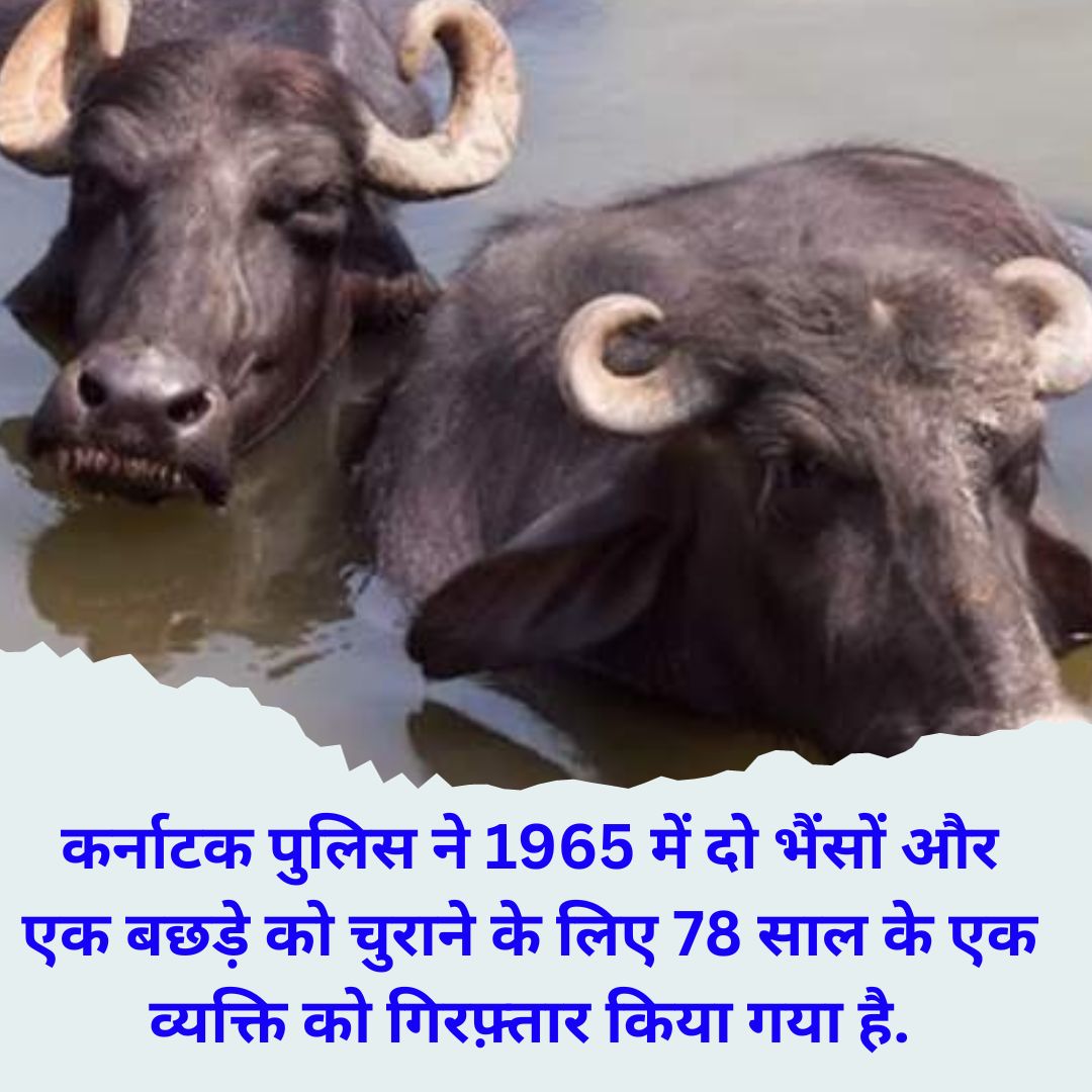 #karnatak #Karnatakanews #2Buffaloes #KarnatakaPolice #banjaranews #todaynews #karnatakadiaries #ganpativithalvagore #buffalotheftcase #buffalo