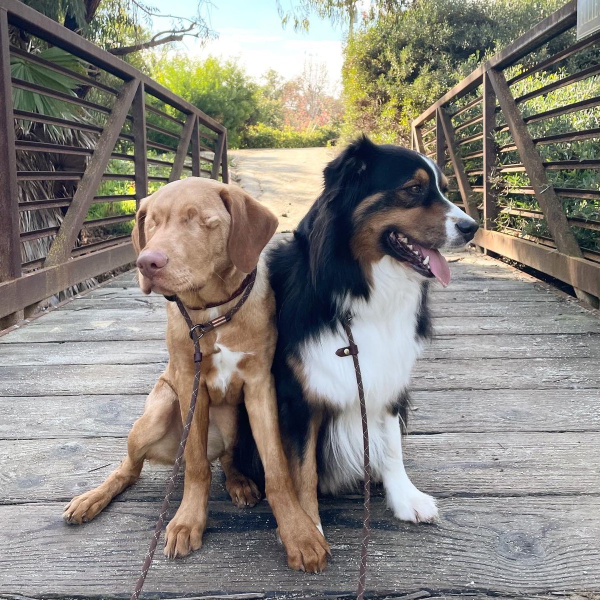 This is Willie and Carson. Carson is Willie's seeing eye dog. Can't believe his luck of getting to work with his best friend. 13/10 for both