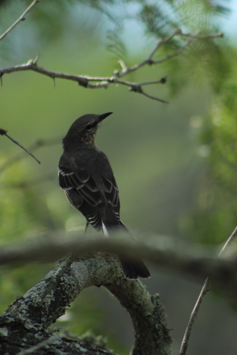 BanditoBill tweet media