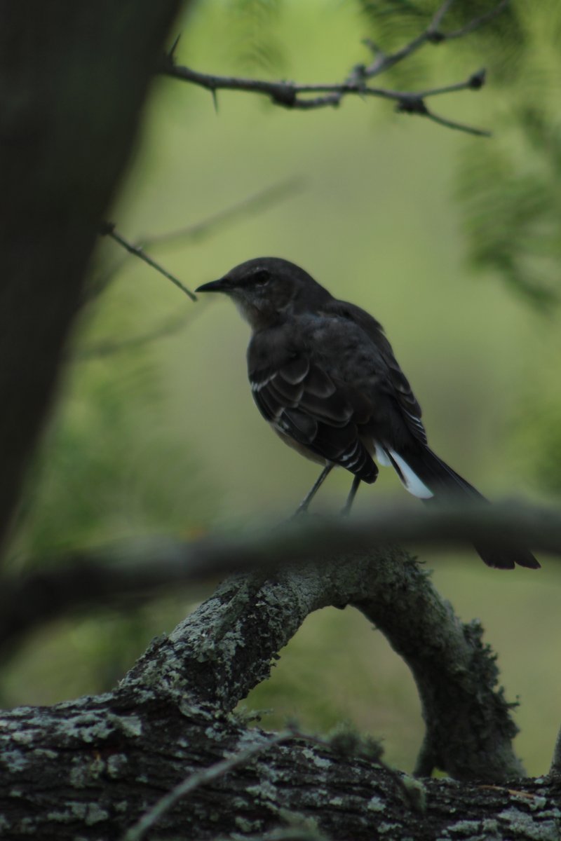 BanditoBill tweet media