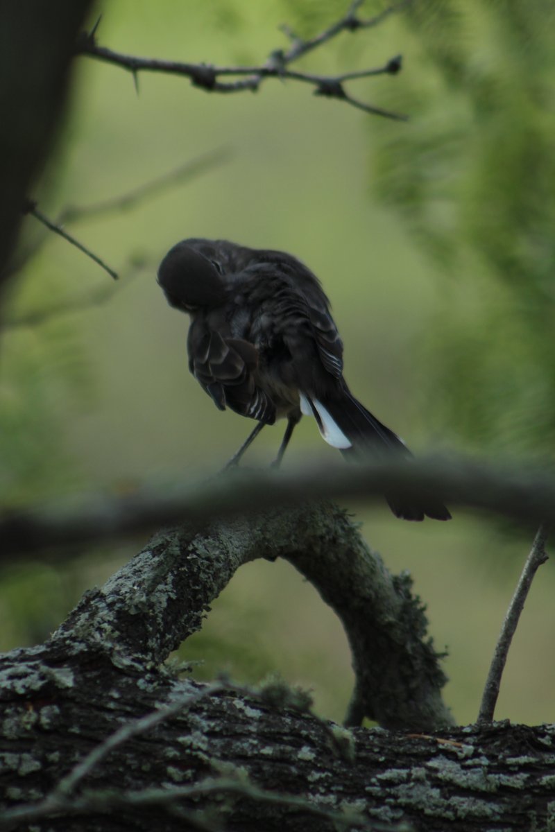 BanditoBill tweet media