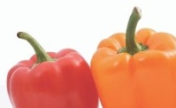 ccechenango's tweet image. Bell peppers are a warm season vegetable that grows during the summer and early fall. They come in several different colors. Did you know that red, yellow, and orange bell peppers all start out green? 

Check out tips and tricks with bell peppers here: youtu.be/S0SkDT2yf8c