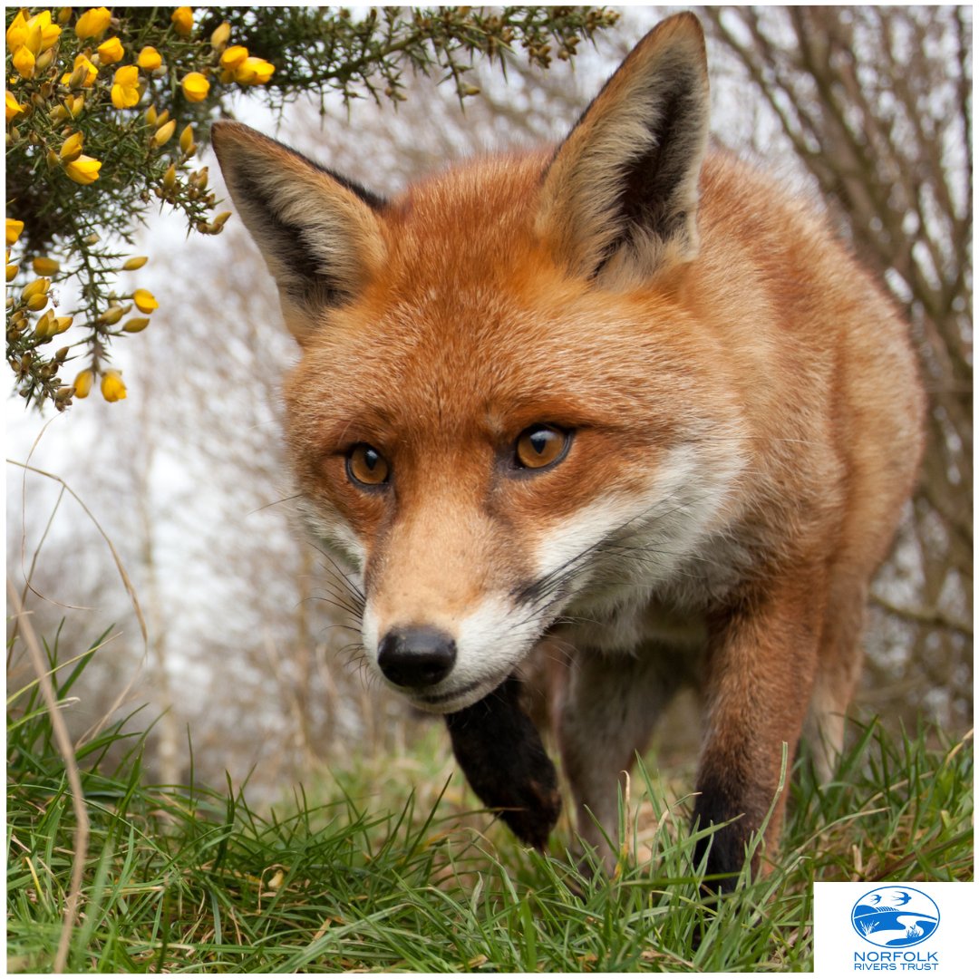 Norfolk Rivers Trust tweet media