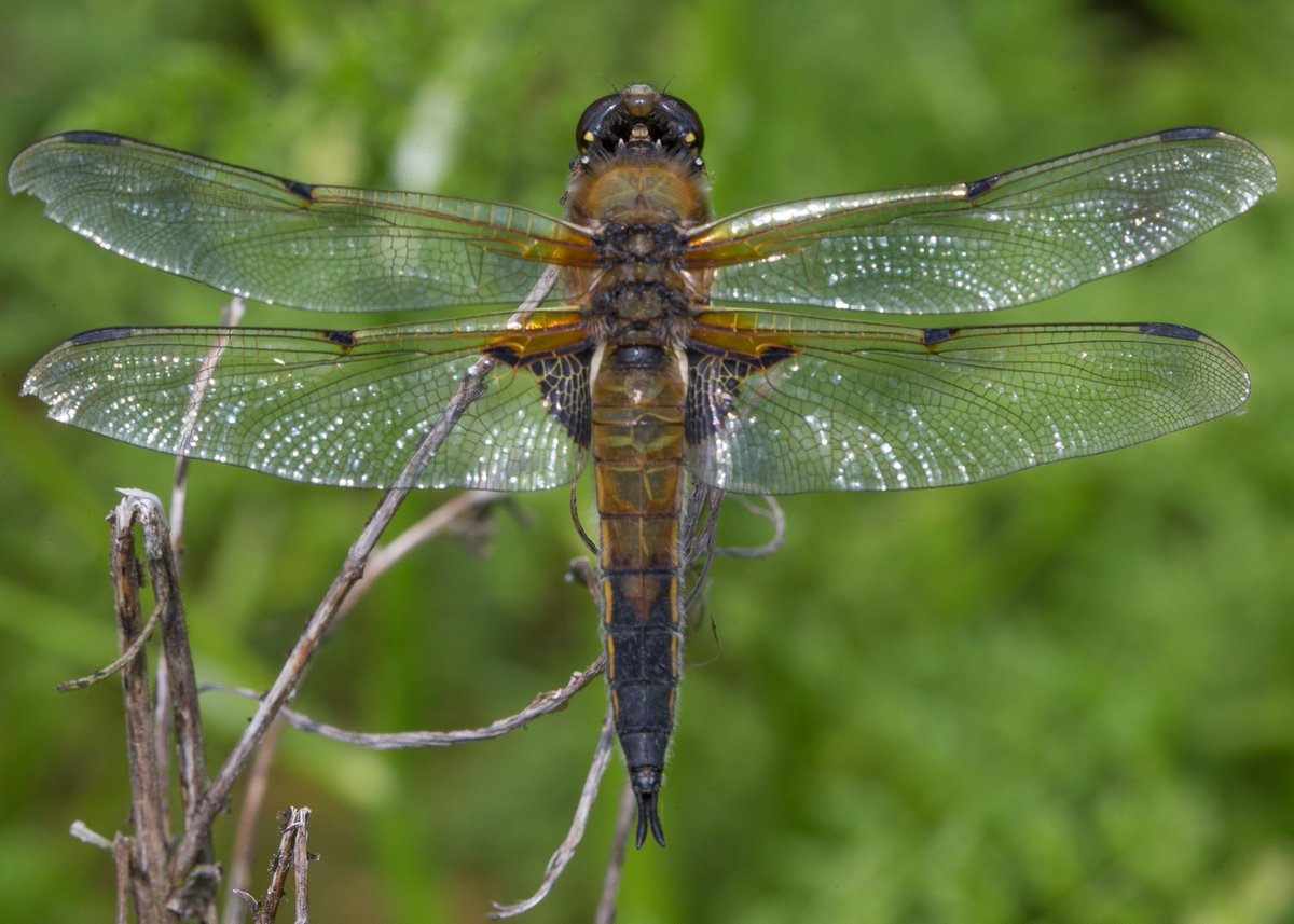 Norfolk Rivers Trust tweet media