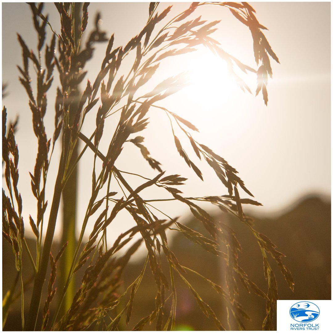 Norfolk Rivers Trust tweet media