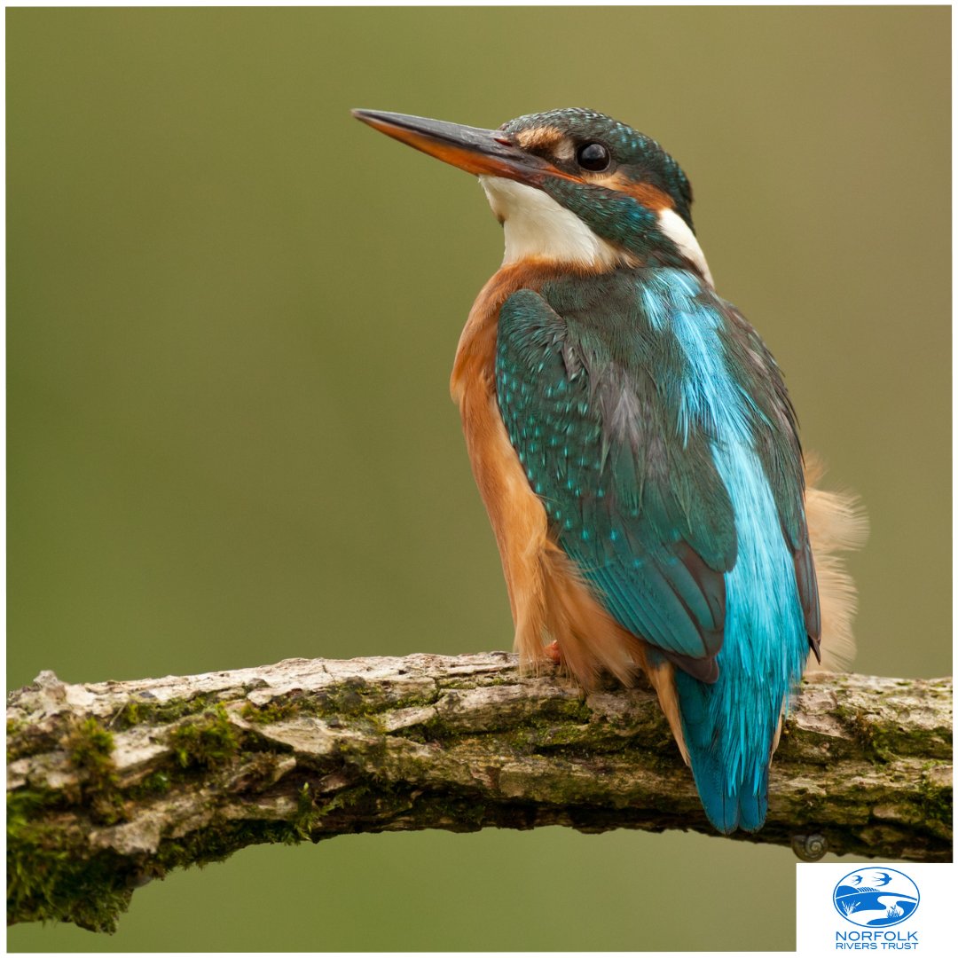 Norfolk Rivers Trust tweet media