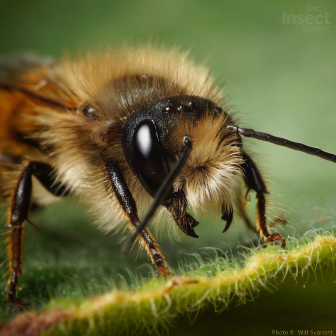 insectweek's tweet image. Get another look at last year's #InsectWeek #Photography #Competition 📸

Have you entered the #InsectWeek23 photography and art competitions yet? Enter now: insectweek.org/art-and-photog… 

#WildlifePhotography #MacroPhotography #NaturePhotography #Insects #InsectPhotography #Macro