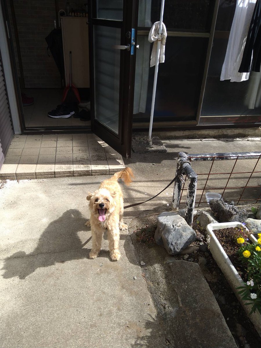 watajozouen's tweet photo. 山梨県　#富士吉田市 で保護された #トイプードル  のワンちゃんです。富士吉田の美化センターで一週間保護され飼い主が見つからない場合保健所で預かるそうです。飼い主さんにまた逢えますように拡散希望ご協力お願いいたします。#迷子犬　#トイプードル　#富士河口湖町　#山中湖村 #忍野村 #西桂町 https://t.co/DhINNpOwRF