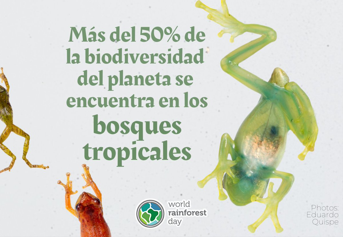 ¿Sabías que...? Aunque los bosques tropicales solo cubren aproximadamente el 2% de la superficie terrestre, albergan el 50% de toda la biodiversidad terrestre 🌿🌍💚 #LoveTheForest