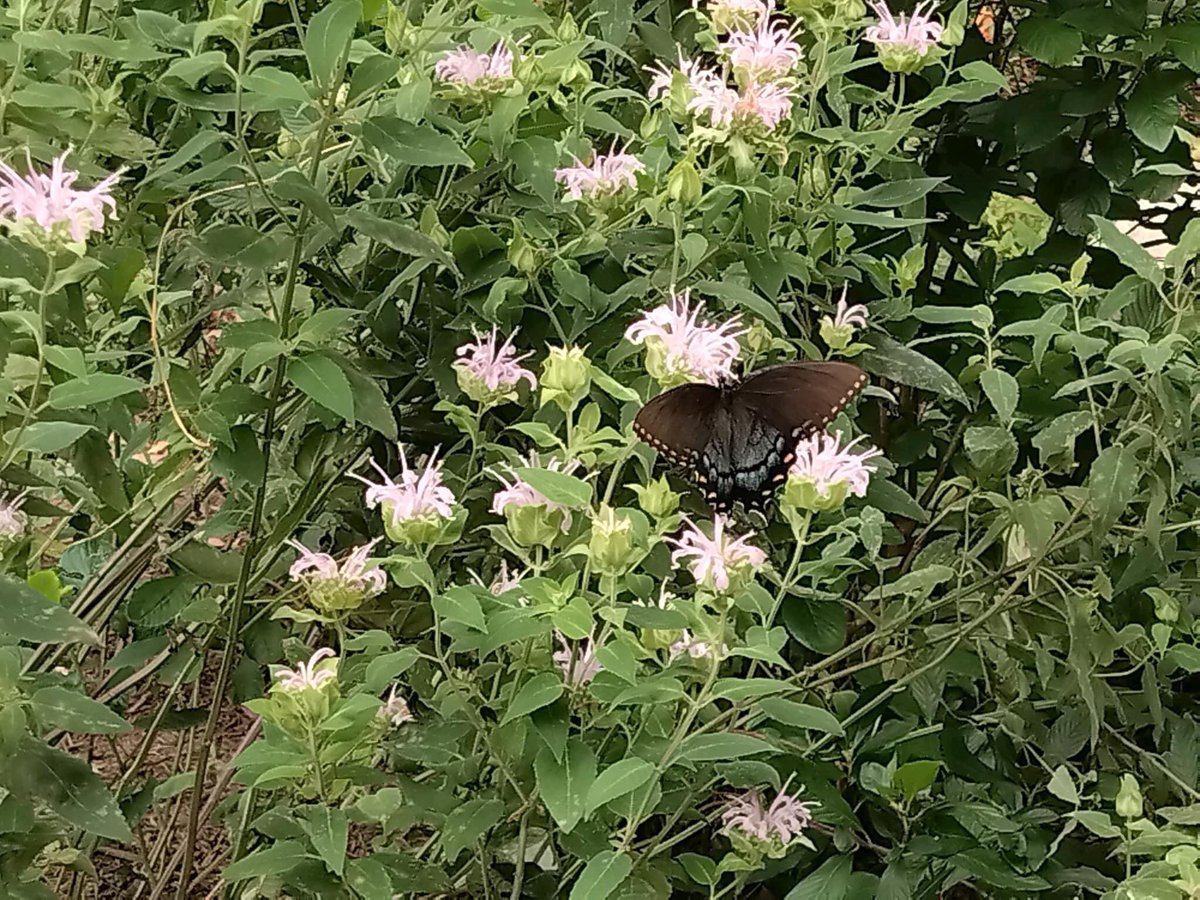 AccotinkFriends's tweet photo. Lake Accotink Park hosts many species, including our beneficial pollinators (birds, butterflies, bees…) Stop by the Margaret Kinder Educational Pollinator Garden and see these hard workers first hand. See you on the trail!

#FLAP #lakeaccotink #FCPA #FCPS #FairfaxCounty https://t.co/T08xN3fJ4r