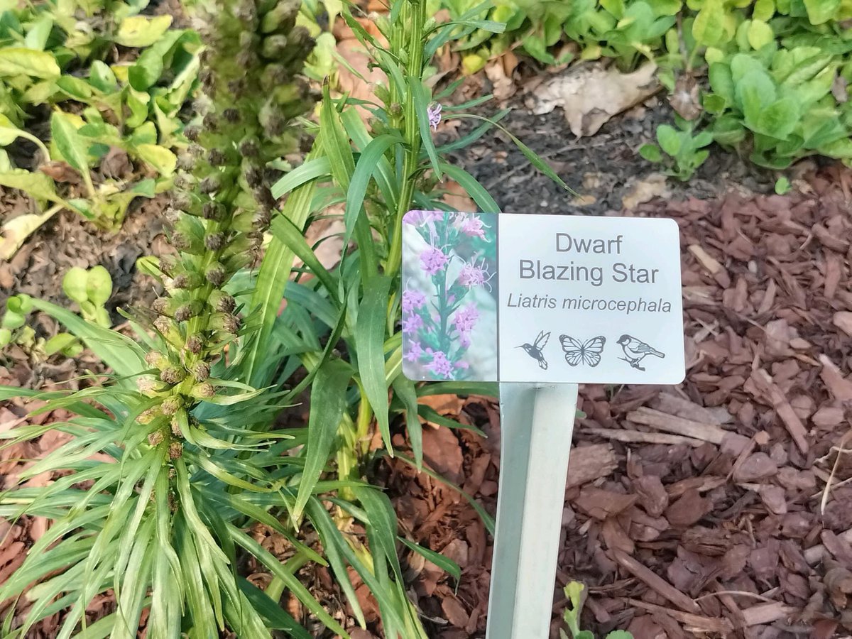 Lake Accotink Park hosts many species, including our beneficial pollinators (birds, butterflies, bees…) Stop by the Margaret Kinder Educational Pollinator Garden and see these hard workers first hand. See you on the trail!

#FLAP #lakeaccotink #FCPA #FCPS #FairfaxCounty